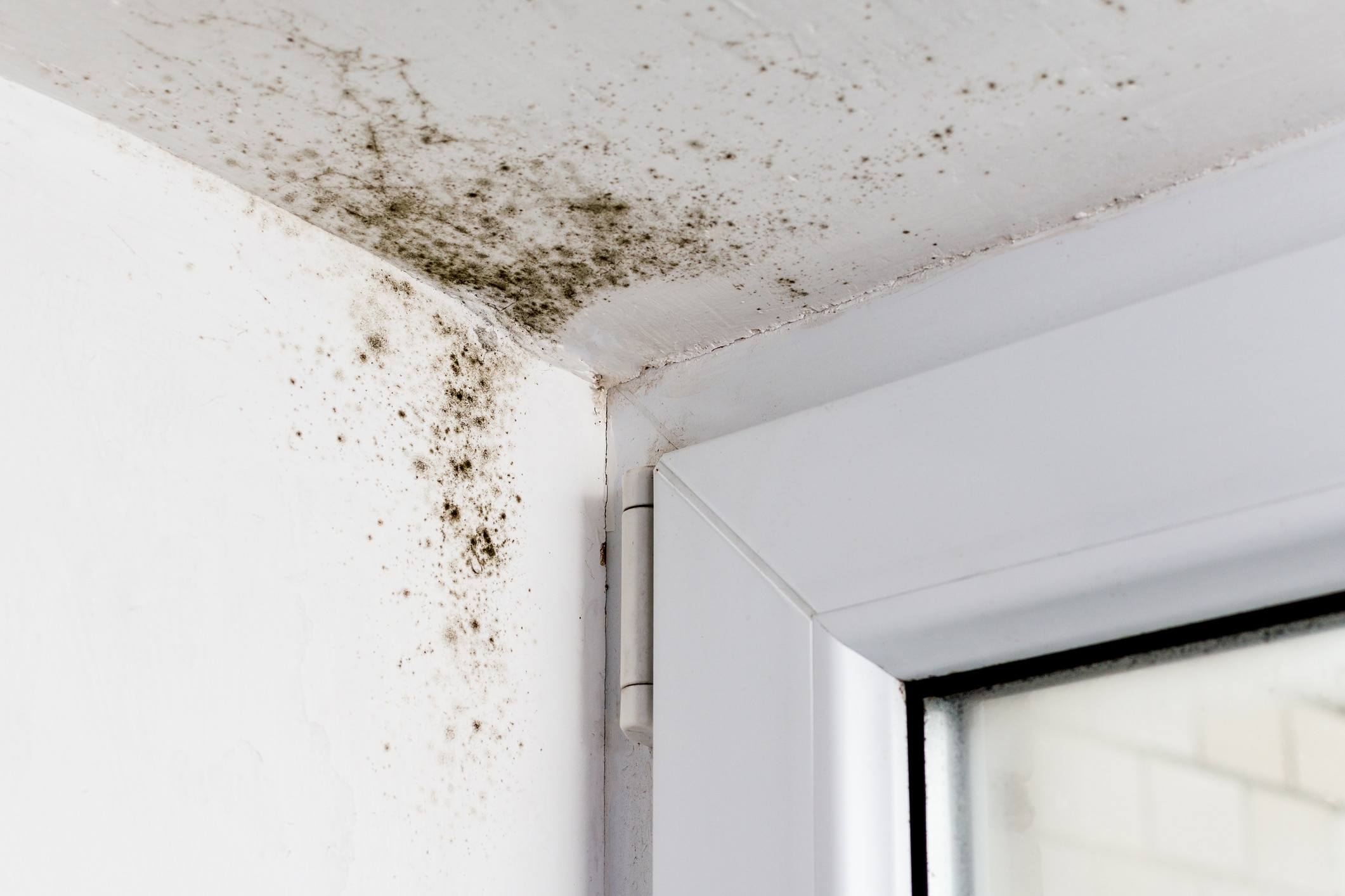 Buying A House With Mold